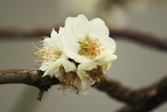 梅・・りょくがく枝垂