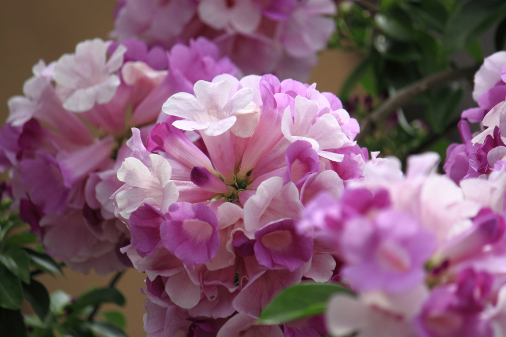 ニンニクカズラ・・花言葉　ありのままの私をみて