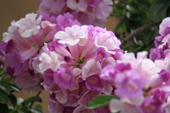 ニンニクカズラ・・花言葉　ありのままの私をみて