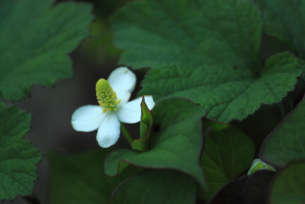 わたしはドクダミの花