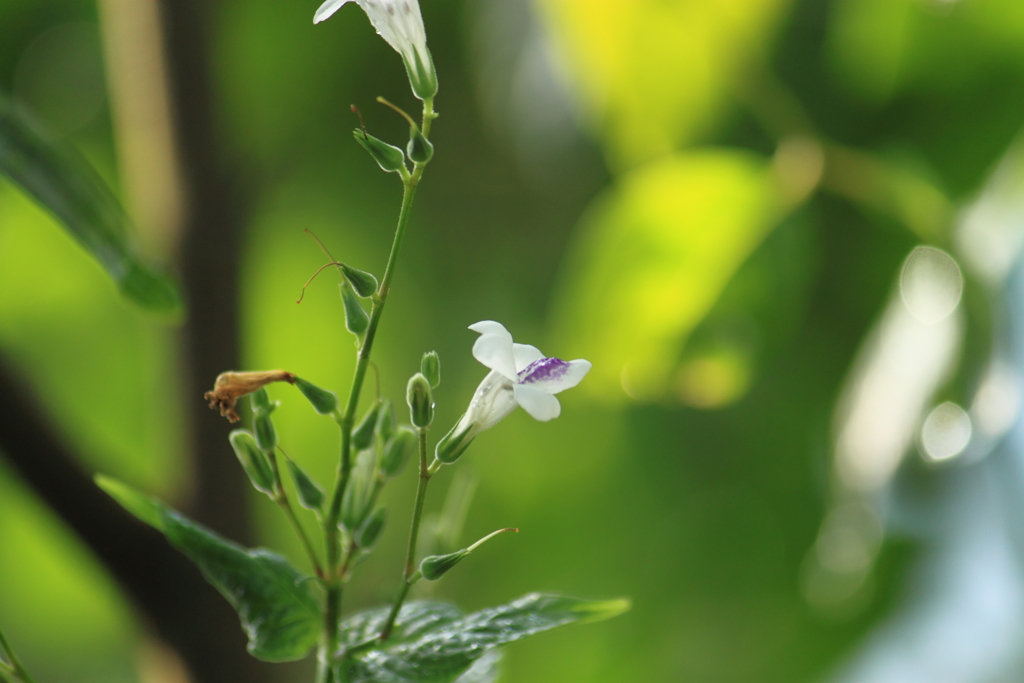 緑の中で憩う愛らしいお花