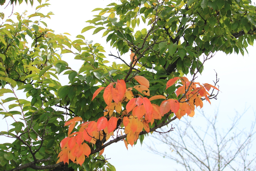 紅葉発見　(^'^)