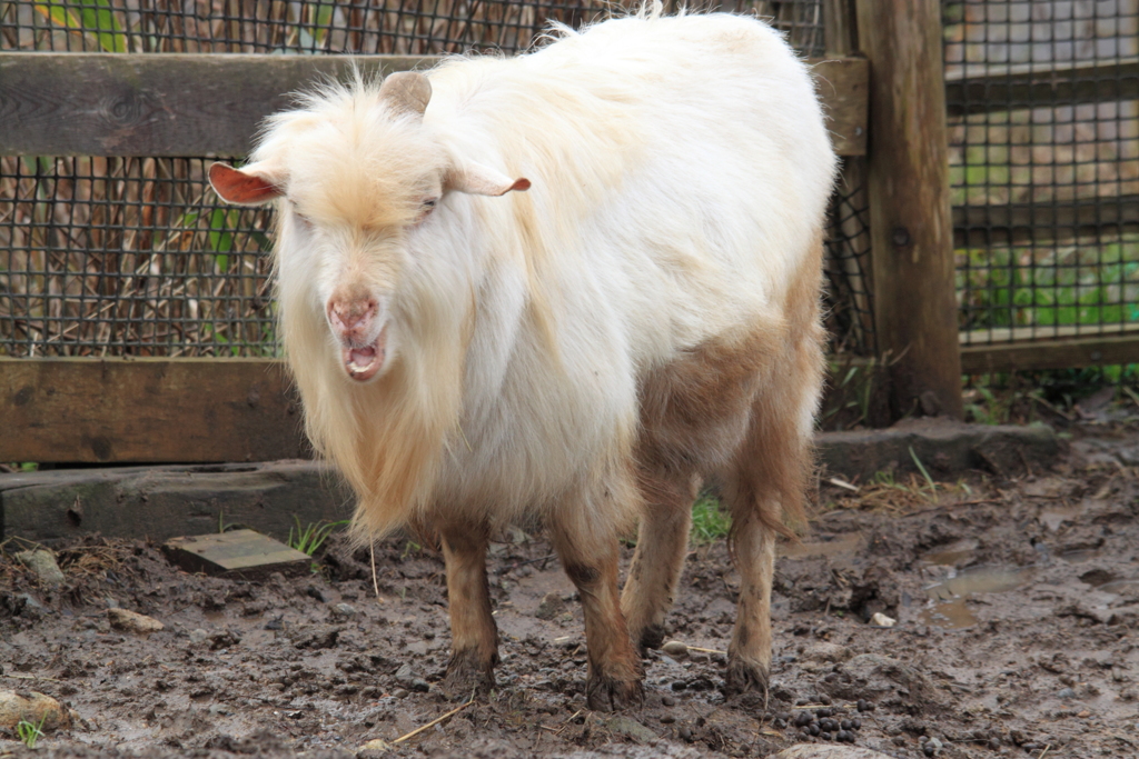 こんにちは～って？