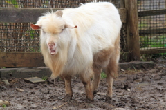 こんにちは～って？