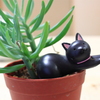 多肉とリラックス黒猫