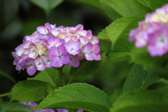 紫陽花　たまに雨がほしいな～