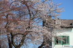 呉羽山頂上の桜満開