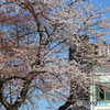 呉羽山頂上の桜満開