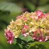 紫陽花　３