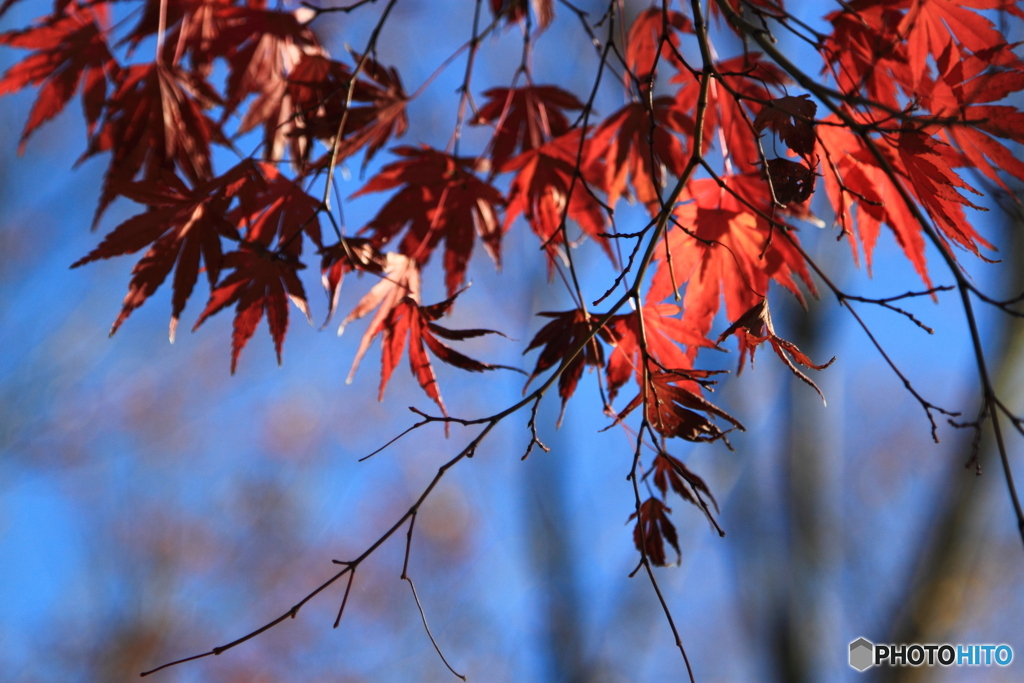 紅葉