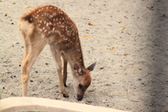 ホンシュウ鹿・・幼子