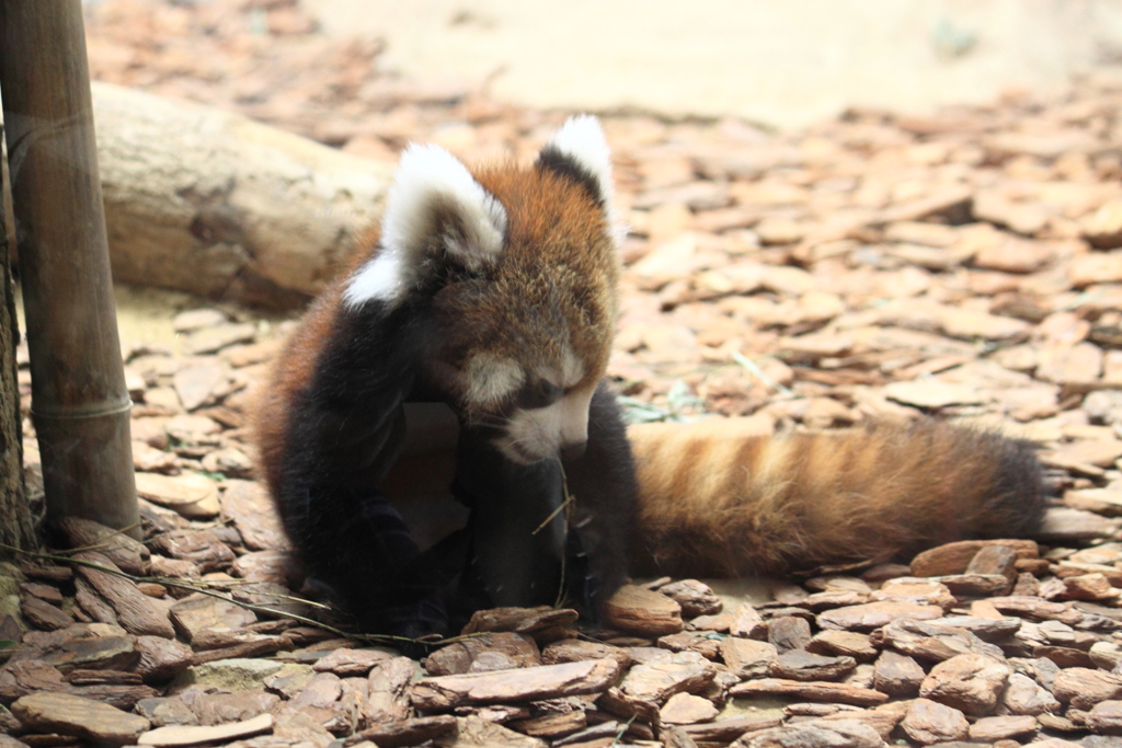 レッサーパンダ赤ちゃん双子誕生のうちの一頭