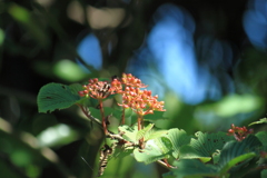 久しぶりの公園散策・・やはり自然は言うこと無し