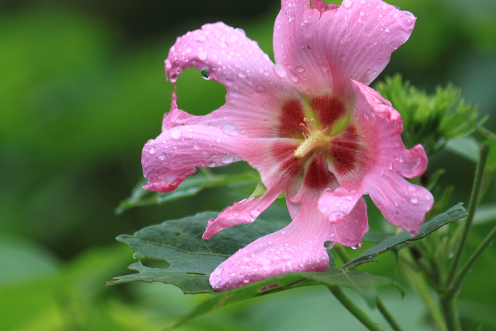 芙蓉