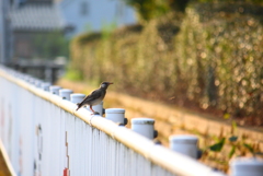 朝のムクドリ