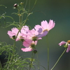 河川敷で秋桜三昧　３