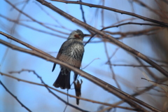 ヒヨドリくんで～す。＾＾