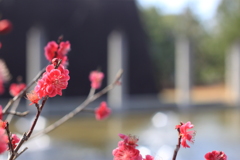 梅・・鹿児島紅