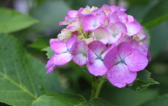 紫陽花散歩　５