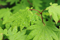 雨滴