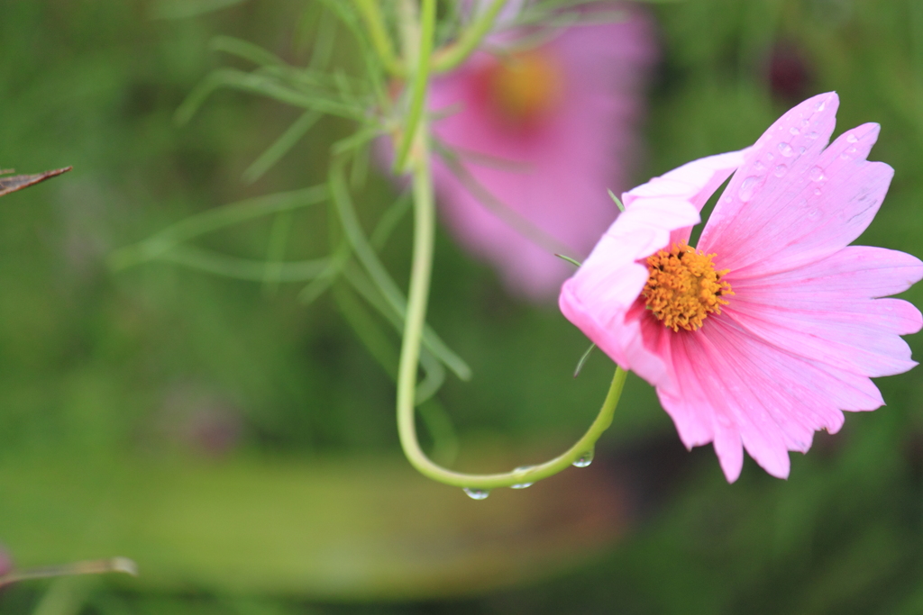 雨に打たれたのね・・愛しいコスモスの花