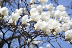 木蓮の花　♪