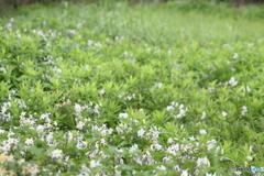 海岸近くの草花群