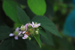 ブラックべリーのお花