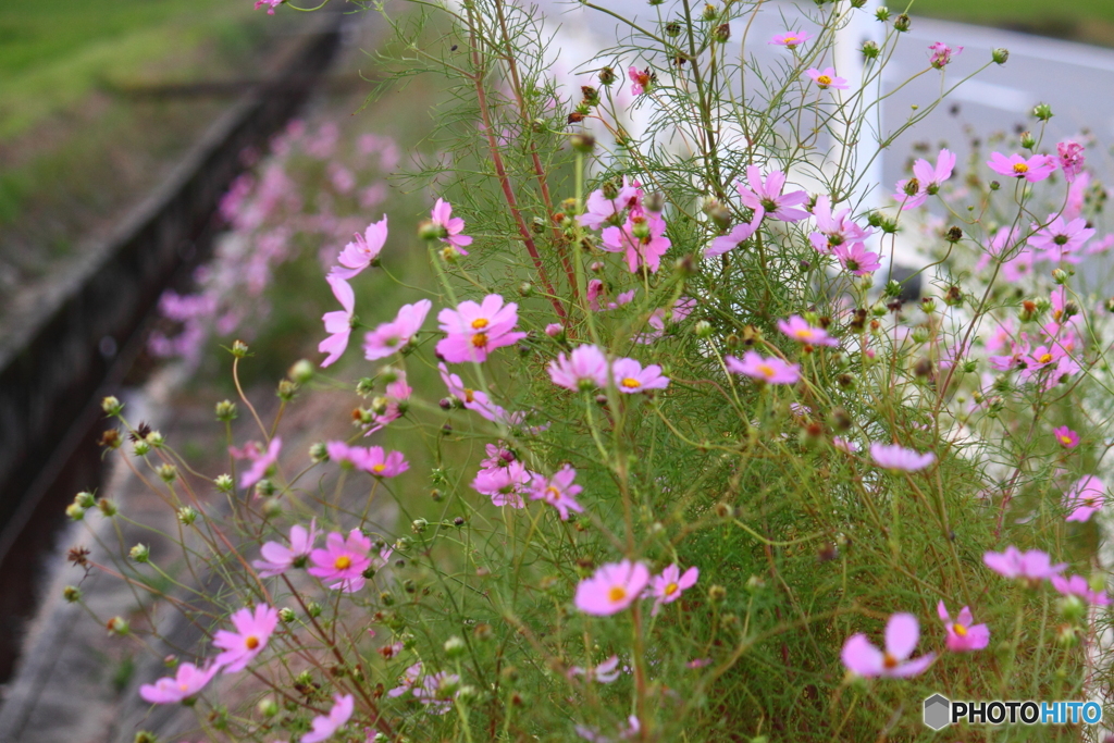 道路わきの華　コスモスたち