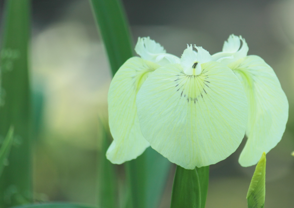 まん丸花びらの花菖蒲