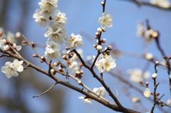 梅６