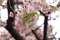 いつの間にか緑の葉が・・河津桜