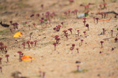 キノコ森