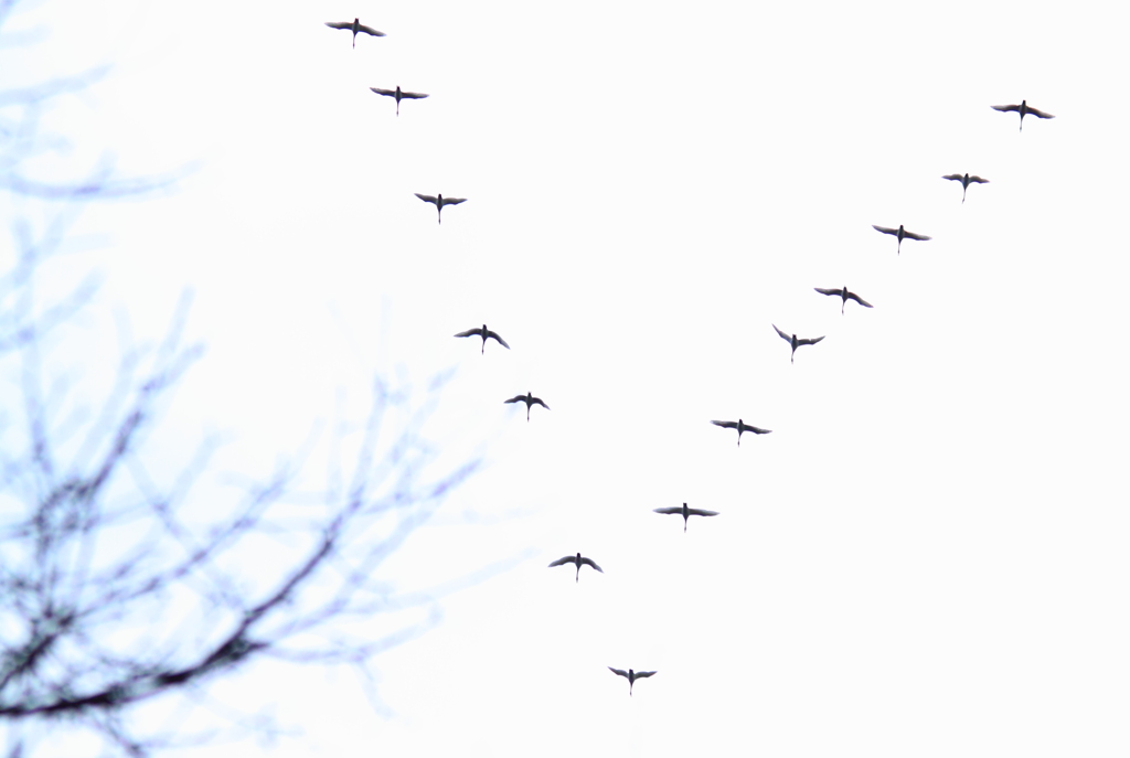 見上げれば鳥