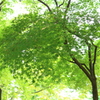 森林浴が懐かしい～