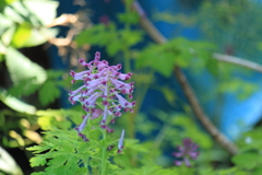 山野草・・シロボウエンゴグサ
