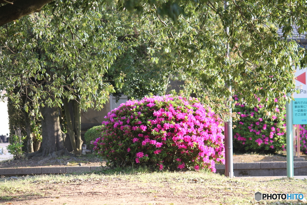 鮮やかな公園ツツジ