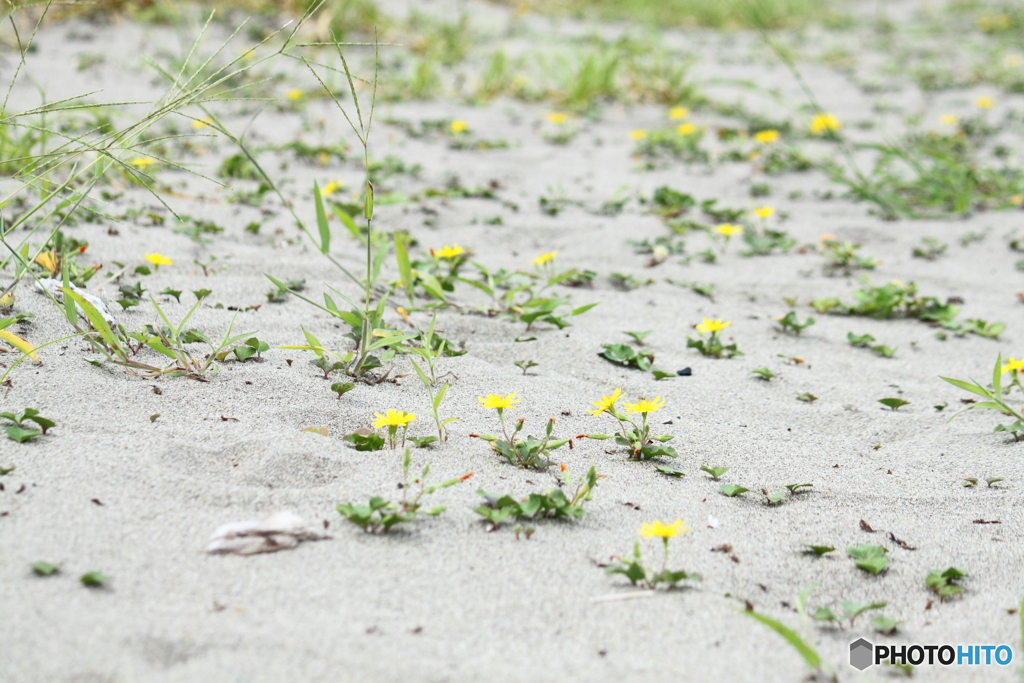 海岸砂地の花・・ハマニガナ