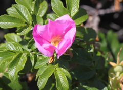 ハマナスの花