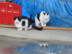 お母さんの尻尾が気になる子猫　一