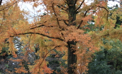 走行中の車窓よりの景色・・紅葉