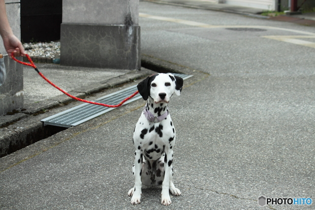 価格 Com イングリッシュ セター ペット情報