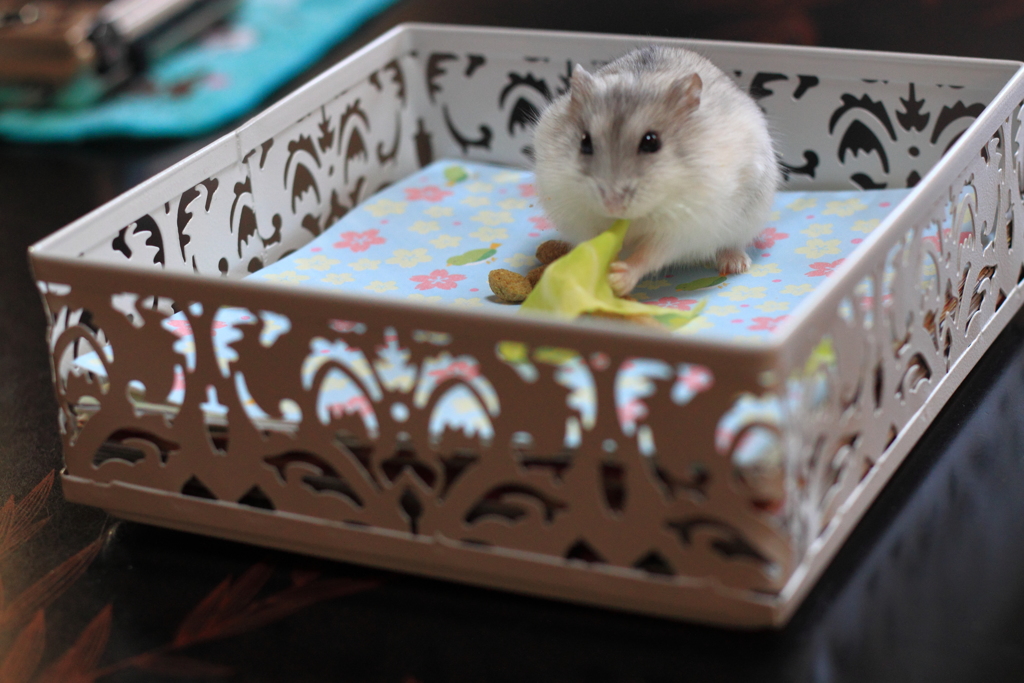 ヤンチャ坊主くん・・チビ(*^-^*)