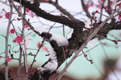 雪を抱く梅