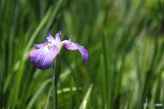 花菖蒲咲き始め