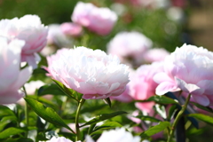芍薬　ルーズべルト