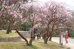 梅を愛でる　☆