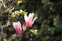 さみしくないか・・モクレンの花～