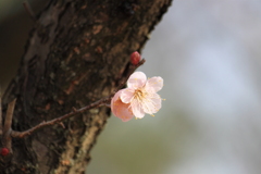 梅が咲き始め・・春の風を感じてか