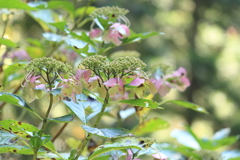 寒くても・・こんなに元気な山の紫陽花